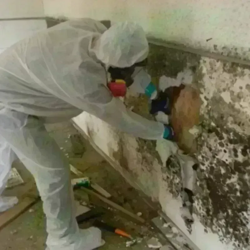 Mold Remediation and Removal in Belmont, VA